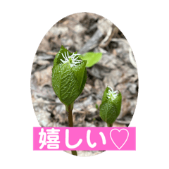 [LINEスタンプ] めんこい高山植物①