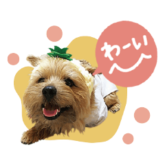 [LINEスタンプ] Maro's Happy Dog Life！！