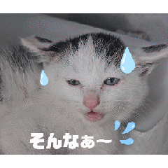 [LINEスタンプ] なな猫の仲間達。動く日常スタンプ2