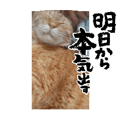 [LINEスタンプ] 我が家猫ฅ^•ω•^ฅ