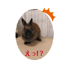 [LINEスタンプ] あなたの代わりのウサギさん