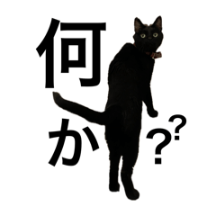 [LINEスタンプ] 保護黒猫ジジ丁寧語スタンプ