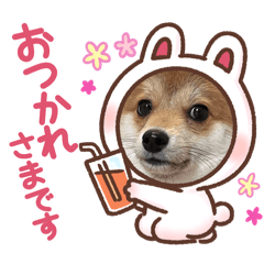 [LINEスタンプ] ポメ豆柴のオル①