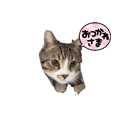 [LINEスタンプ] ココまる日常