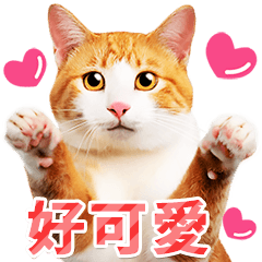 [LINEスタンプ] 気持ちを伝える♡かわいい茶白猫（台湾版）の画像（メイン）