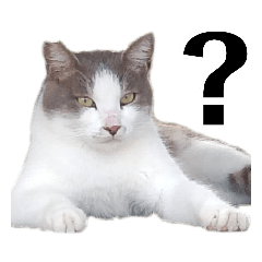 [LINEスタンプ] 野良猫の写真スタンプ