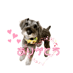 [LINEスタンプ] 賑やかな犬たち