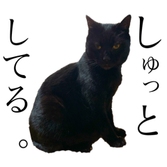 [LINEスタンプ] 黒猫じゅんじ2