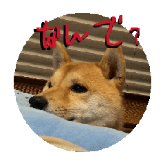 [LINEスタンプ] 動くうめた犬スタンプ