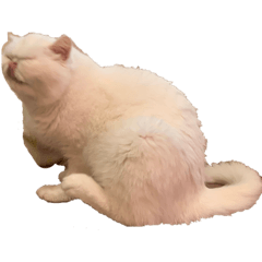 [LINEスタンプ] 真っ白担当ふうたろう