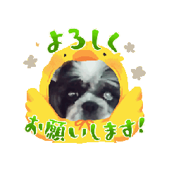 [LINEスタンプ] フレームINシーズー