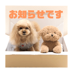 [LINEスタンプ] トイプードル メロディの日常スタンプ3♪