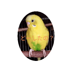 [LINEスタンプ] インコさんの学校