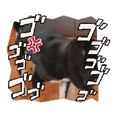 [LINEスタンプ] 黒柴クーさん3