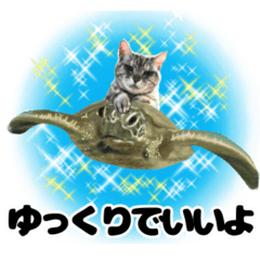 [LINEスタンプ] ねこの実写シリーズ2 （日常、挨拶）