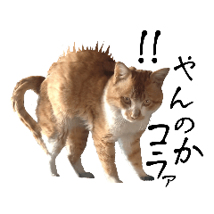 [LINEスタンプ] 野良猫 ゴンザレス 2の画像（メイン）