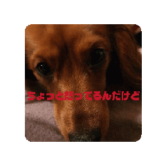 [LINEスタンプ] 千葉家犬