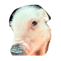 [LINEスタンプ] ミニマイクロブタちゃん mini micro pig