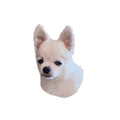 [LINEスタンプ] いぬのおかお