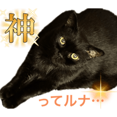 [LINEスタンプ] 黒猫 ルナ院長139にゃんめ