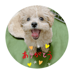[LINEスタンプ] マルプーの杏子ちゃんスタンプ