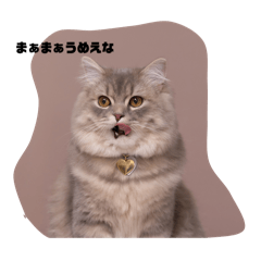 [LINEスタンプ] Hi,I am Shampoo！の画像（メイン）