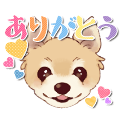 [LINEスタンプ] チワワ☆ランのスタンプ