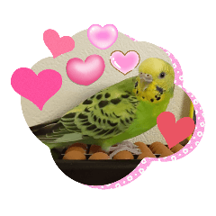 [LINEスタンプ] インコの校庭