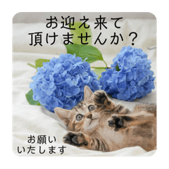 [LINEスタンプ] テヌレオポンVol.4家族の日常スタンプ