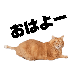 [LINEスタンプ] 愛猫大福と牛島と黒澤のスタンプ