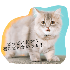 [LINEスタンプ] Hi,I am Shampoo！①