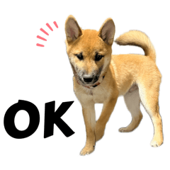 [LINEスタンプ] 柴犬の碧丸