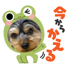 [LINEスタンプ] 立ち耳チワックスちゃんシリーズ② fetchpriority=high