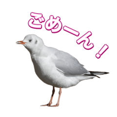 [LINEスタンプ] よく使う鳩たち(カモメMix)