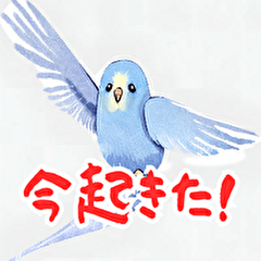 [LINEスタンプ] セキセイインコの楽しいスタンプセット