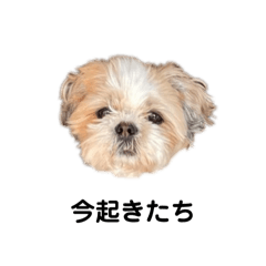 [LINEスタンプ] ペットのお友達(moco ver.)