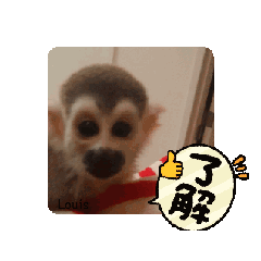 [LINEスタンプ] 動くリスザルLouisスタンプ②