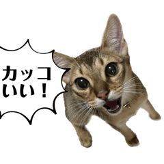 [LINEスタンプ] 猫スタンプ・りっくん