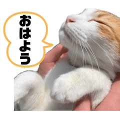 [LINEスタンプ] きなちゃと時々みーちゃん