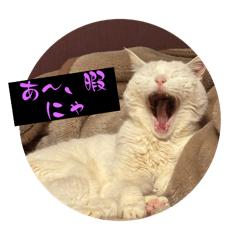 [LINEスタンプ] スレた猫のスタンプ