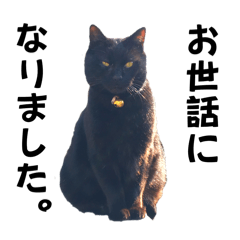 [LINEスタンプ] 黒猫じゅんじ3