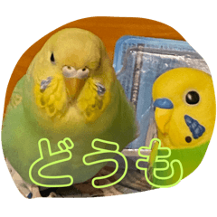 [LINEスタンプ] セキセイインコ ミントスタンプ