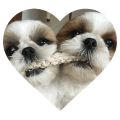 [LINEスタンプ] シーズー犬の麦ちゃんと天くんです！③