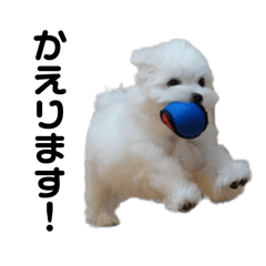 [LINEスタンプ] マルチーズのおもち2