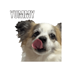 [LINEスタンプ] Chihuahua and Shih Tzu mixed breed memesの画像（メイン）