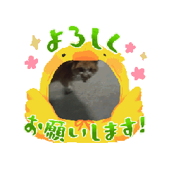 [LINEスタンプ] 野良猫 ゴンザレス 4の画像（メイン）