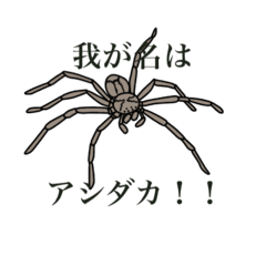 [LINEスタンプ] アシダカ軍曹スタンプ