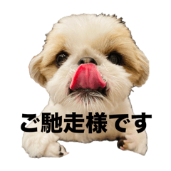 [LINEスタンプ] シーズーピコスタンプ7