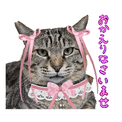 [LINEスタンプ] なな猫の仲間達。敬語 ビジネス編