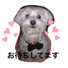 [LINEスタンプ] マルチーズの写真スタンプです。